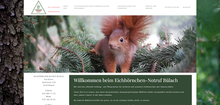 Website Eichhörnchen Notruf Bülach